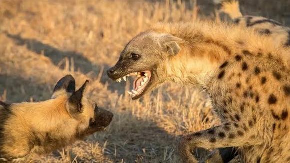 中国鬣狗vs非洲鬣狗